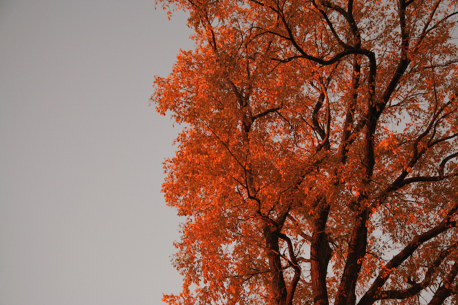 IMG_1353_remixed