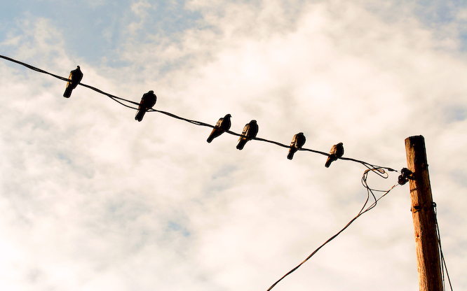 pigeons_wall
